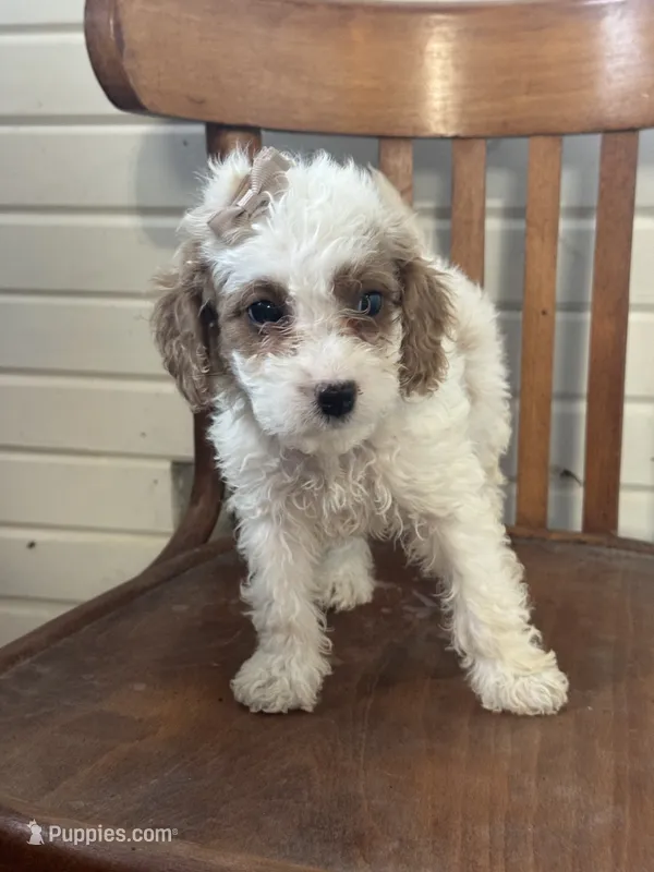 Sassy – Cavapoo puppy for sale in Cabool, MO