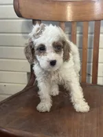 Sassy, a female Cavapoo for sale in Cabool, MO – 1 of 1
