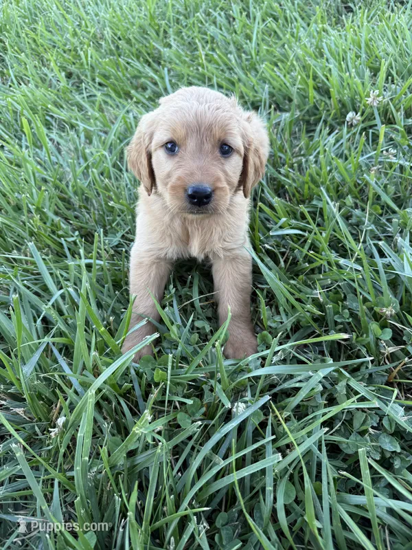 Jolene purple – Golden Retriever puppy for sale in Cabool, MO