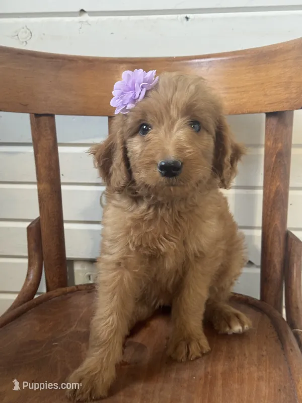 Ashlinn 6187 – Goldendoodle puppy for sale in Cabool, MO