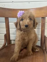Ashlinn 6187, a female Goldendoodle for sale in Cabool, MO – 5 of 7