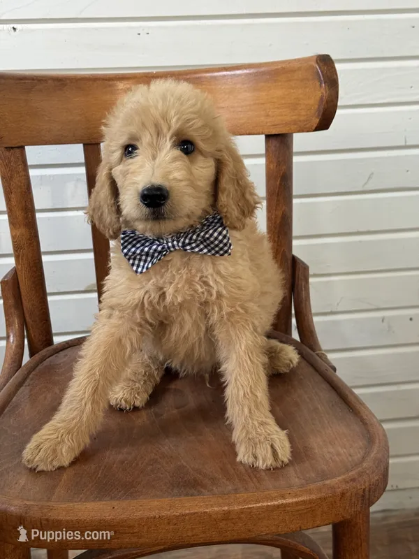 Albert 9959 – Goldendoodle puppy for sale in Cabool, MO