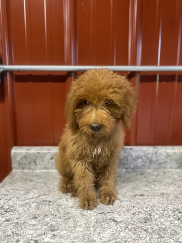 Paxton 8882 – Goldendoodle puppy on hold in Cabool, MO