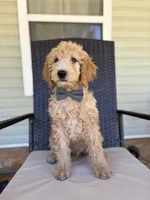 Louis 8388, a male Goldendoodle for sale in Cabool, MO – 3 of 3