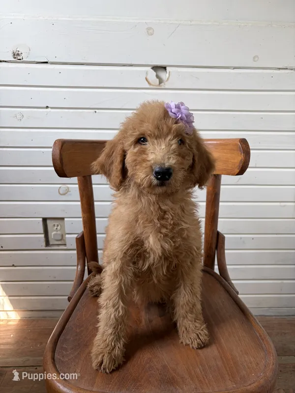 Annie 8341 – Goldendoodle puppy for sale in Cabool, MO