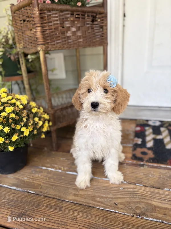 Daisy 1084 – Miniature Goldendoodle puppy for sale in Cabool, MO