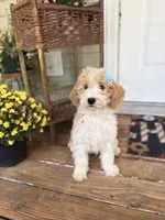 Daisy 1084, a female Miniature Goldendoodle for sale in Cabool, MO – 1 of 3
