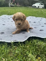 Tessa, a female Cavapoo for sale in Cabool, MO – 1 of 1