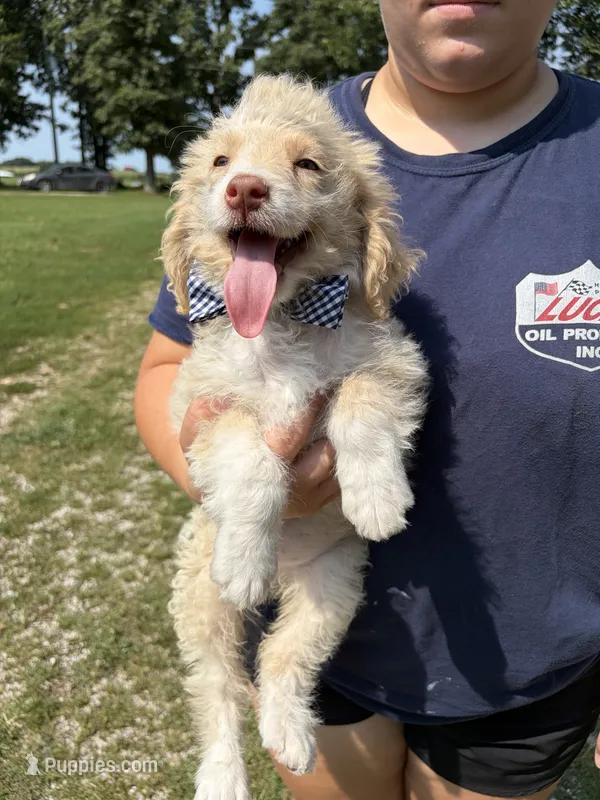 Hollis 6268 – Miniature Aussiedoodle puppy for sale in Cabool, MO