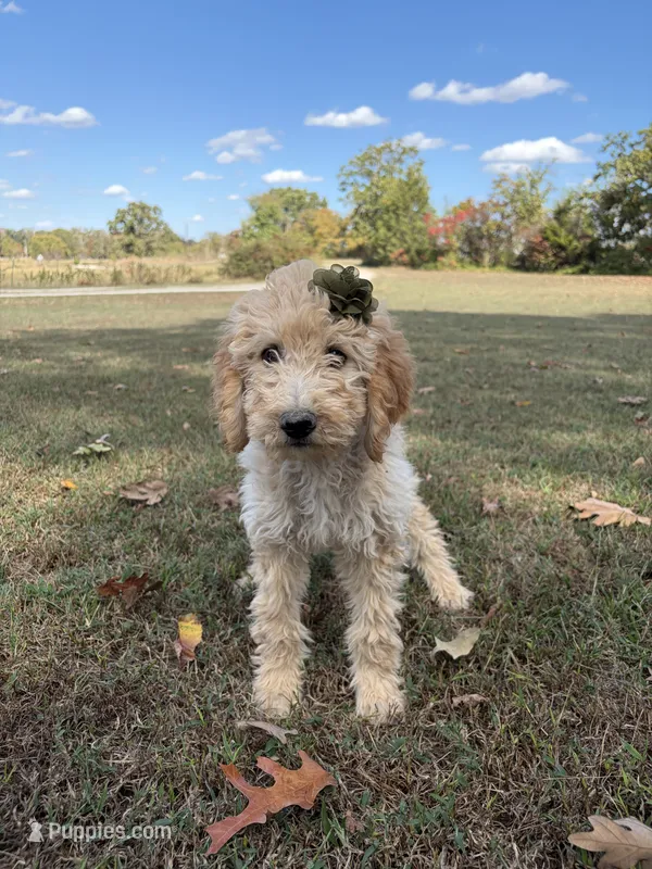 Luna 0779 – Goldendoodle puppy for sale in Cabool, MO