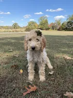 Luna 0779, a female Goldendoodle for sale in Cabool, MO – 1 of 2