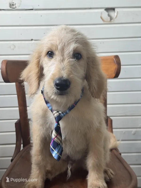Abner 1584 – Goldendoodle puppy for sale in Cabool, MO