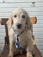 Abner 1584, a male Goldendoodle for sale in Cabool, MO – 1 of 6