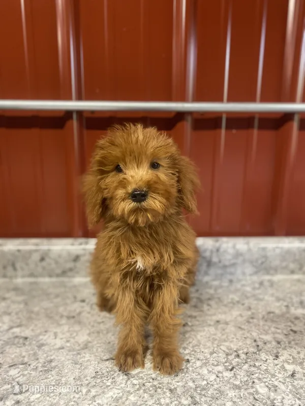 Percy 1165 – Goldendoodle puppy for sale in Cabool, MO
