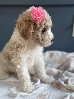 Daisy 1084, a female Miniature Goldendoodle for sale in Cabool, MO – 2 of 2