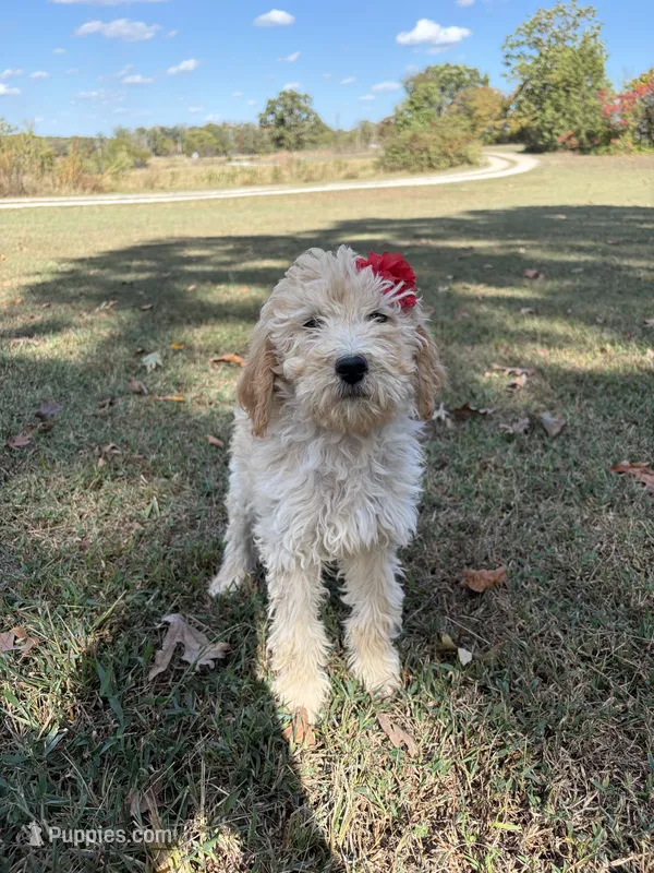 Leslie 0377 – Goldendoodle puppy for sale in Cabool, MO