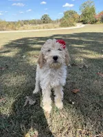Leslie 0377, a female Goldendoodle for sale in Cabool, MO – 1 of 1