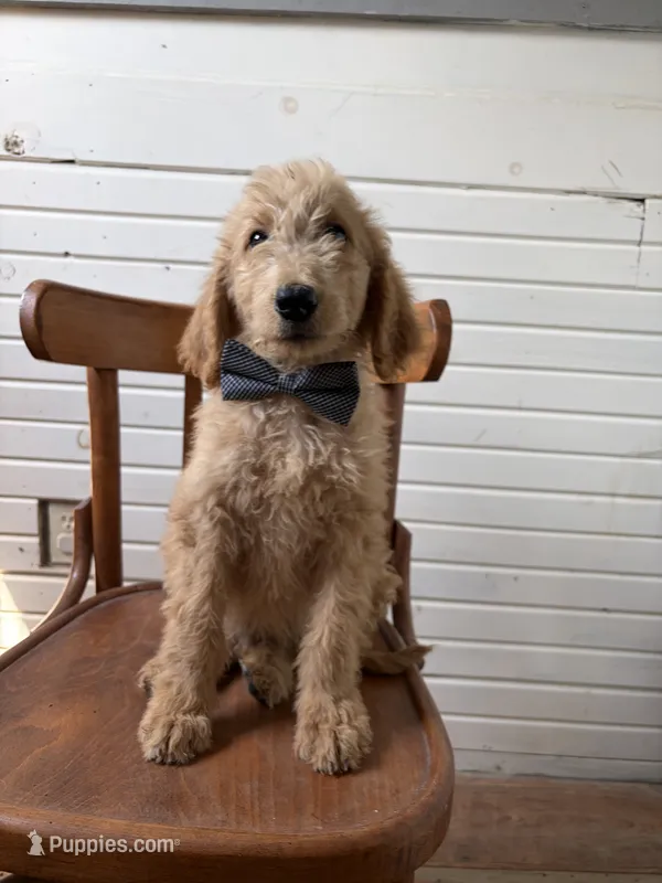 Albert 9959 – Goldendoodle puppy for sale in Cabool, MO