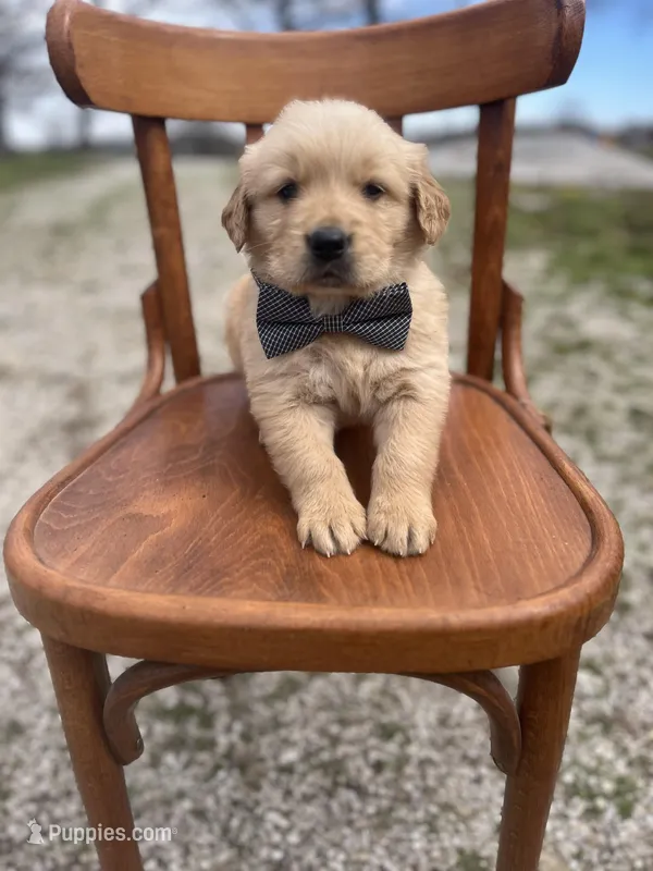 Scottie 5528 – Golden Retriever puppy for sale in Cabool, MO