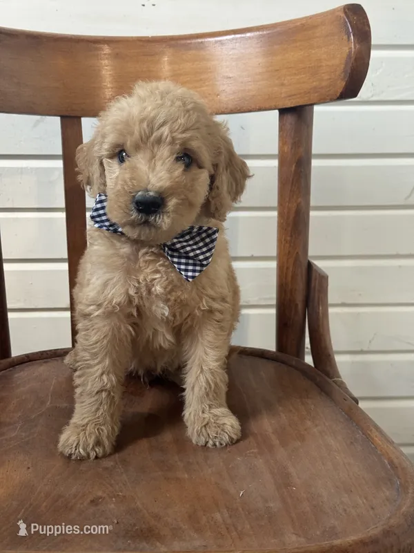 Anthony 1829 – Goldendoodle puppy for sale in Cabool, MO