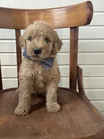Anthony 1829, a male Goldendoodle for sale in Cabool, MO – 1 of 1