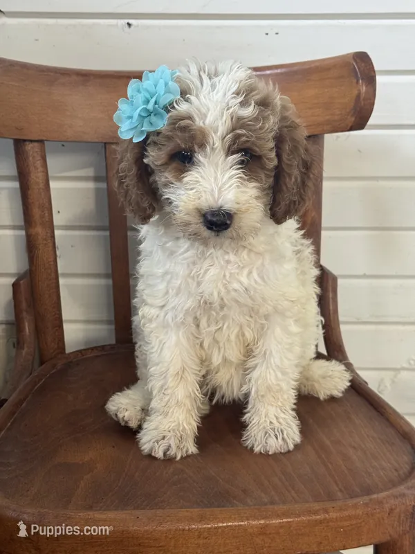 Dixie 1407 – Miniature Goldendoodle puppy for sale in Cabool, MO
