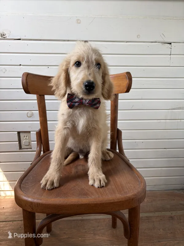 Abner 1584 – Goldendoodle puppy for sale in Cabool, MO