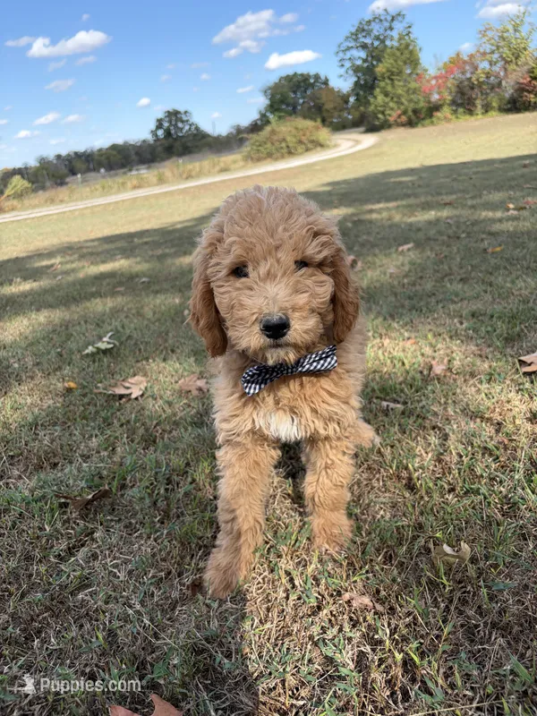 Lance 0809 – Goldendoodle puppy for sale in Cabool, MO