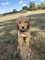 Lance 0809, a male Goldendoodle for sale in Cabool, MO – 1 of 1