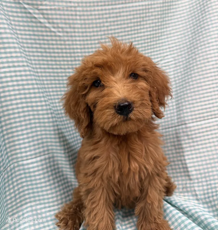 Paisley 8684 – Goldendoodle puppy for sale in Cabool, MO
