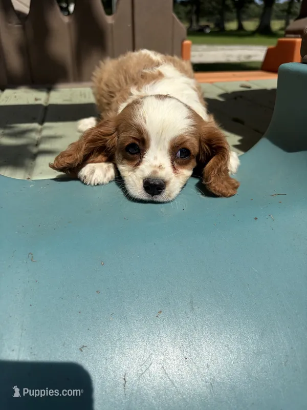 Reggie – Cavalier King Charles Spaniel puppy for sale in Cabool, MO