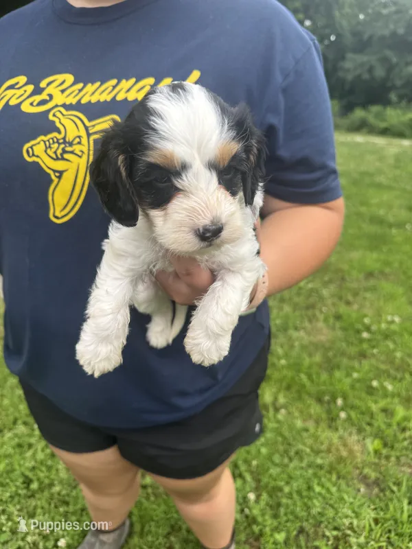 Timon – Cavapoo puppy for sale in Cabool, MO