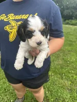 Timon, a male Cavapoo for sale in Cabool, MO – 1 of 2