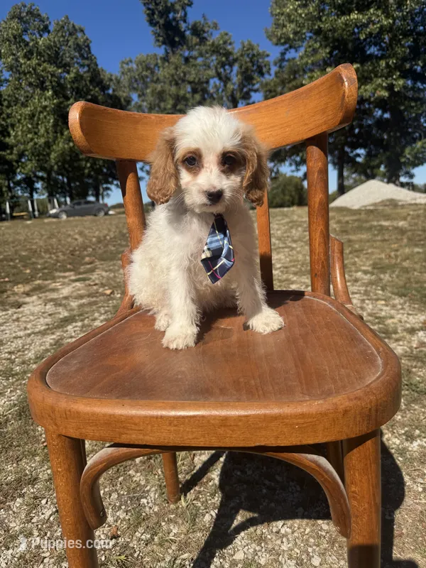 Scotty 3900 – Cavapoo puppy for sale in Cabool, MO