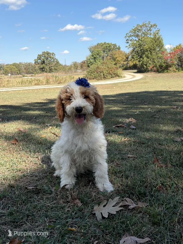 Dixie 1407 – Miniature Goldendoodle puppy for sale in Cabool, MO