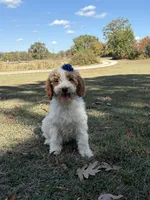 Dixie 1407, a female Miniature Goldendoodle for sale in Cabool, MO – 1 of 2