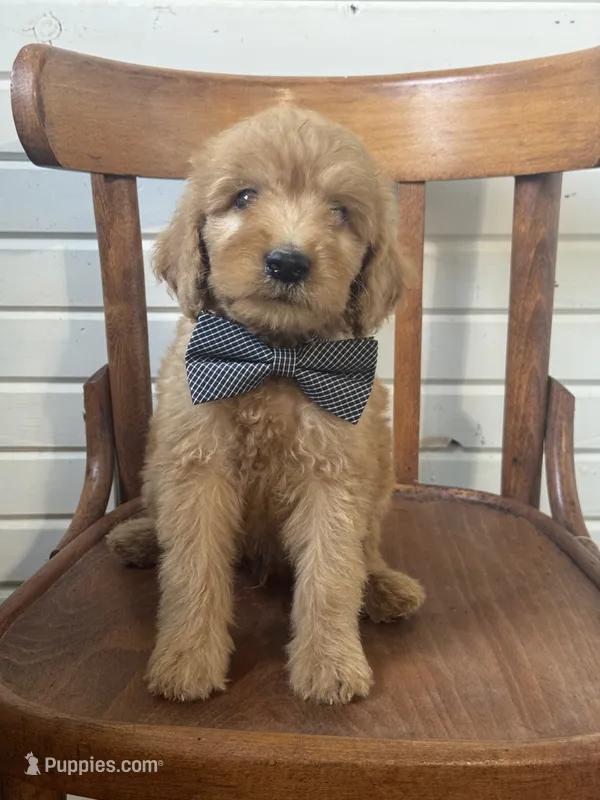 Ace 9003 – Goldendoodle puppy for sale in Cabool, MO