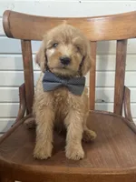 Ace 9003, a male Goldendoodle for sale in Cabool, MO – 1 of 2