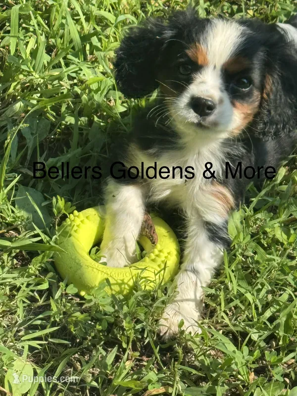 Rascal 5881 – Cavalier King Charles Spaniel puppy for sale in Cabool, MO