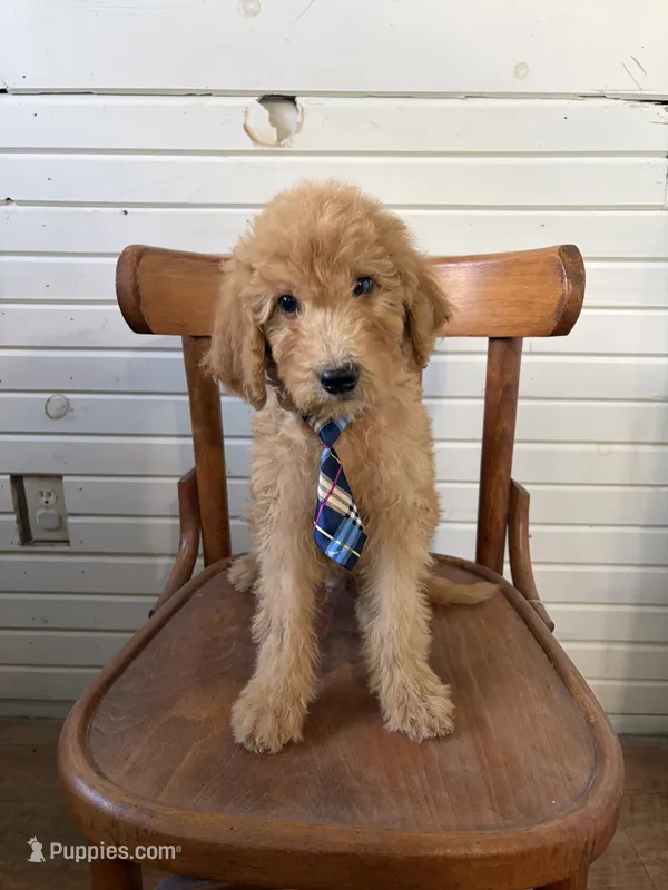 Alex 8124 – Goldendoodle puppy for sale in Cabool, MO