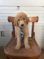 Alex 8124, a male Goldendoodle for sale in Cabool, MO – 3 of 6