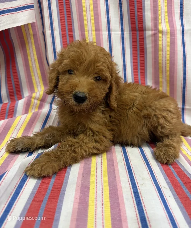 Paddington white – Goldendoodle puppy for sale in Cabool, MO