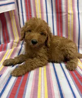 Paddington white, a male Goldendoodle for sale in Cabool, MO – 1 of 1