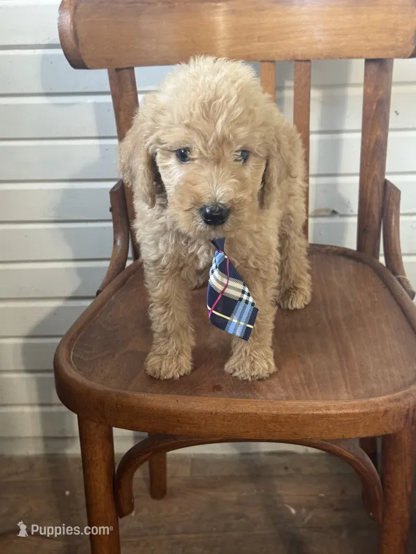 Anthony 1829 – Goldendoodle puppy for sale in Cabool, MO