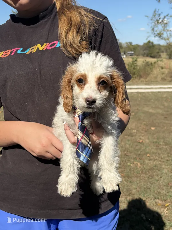 Scotty 3900 – Cavapoo puppy for sale in Cabool, MO