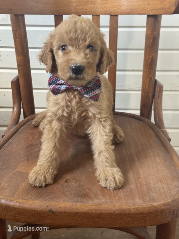 Alex 8124 – Goldendoodle puppy for sale in Cabool, MO