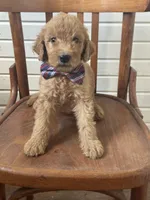 Alex 8124, a male Goldendoodle for sale in Cabool, MO – 1 of 1