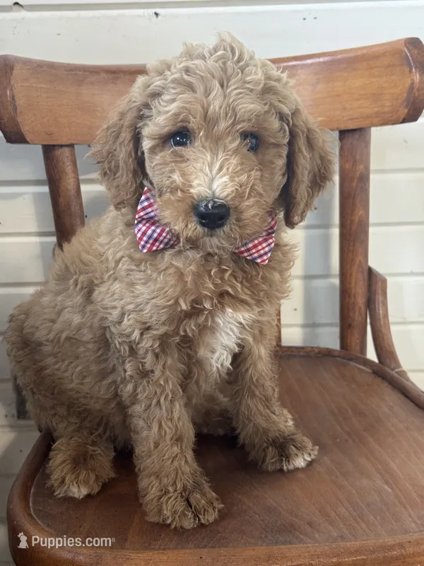 Dexter 8313 – Miniature Goldendoodle puppy for sale in Cabool, MO