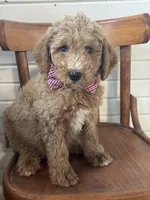 Dexter 8313, a male Miniature Goldendoodle for sale in Cabool, MO – 1 of 1