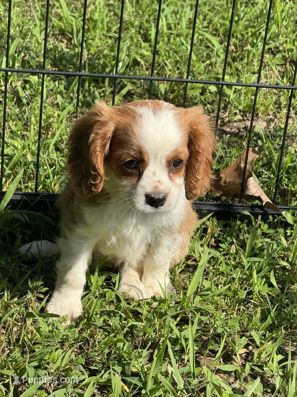 Reggie – Cavalier King Charles Spaniel puppy for sale in Cabool, MO